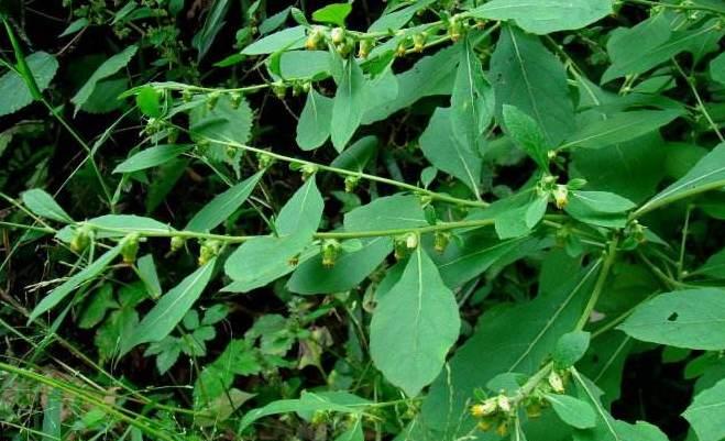 它常被农民当杂草除掉,却不知泡水喝有奇效,人称鹿活草