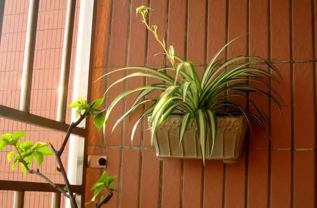 春天的吊蘭做好這幾步，長得和瘋了一樣！