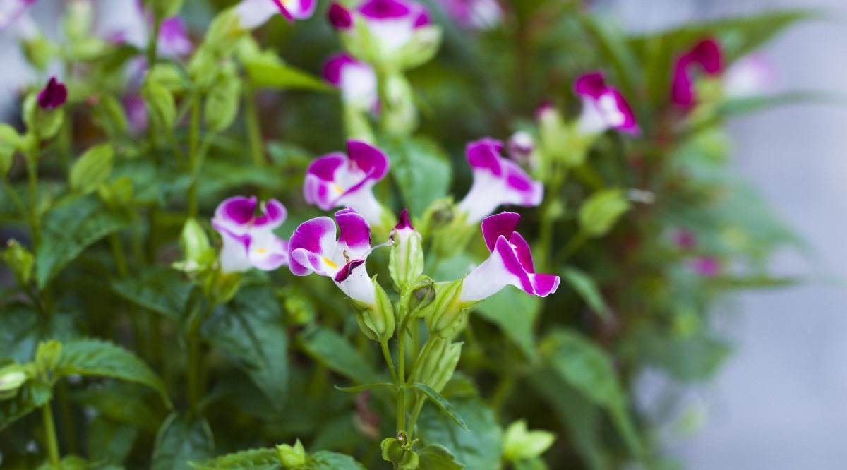夏堇 一种美丽的观花植物 你了解多少