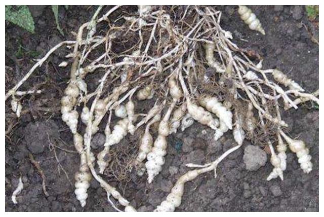 山坡上的1种植物被称为草石蚕1斤能卖40元值钱