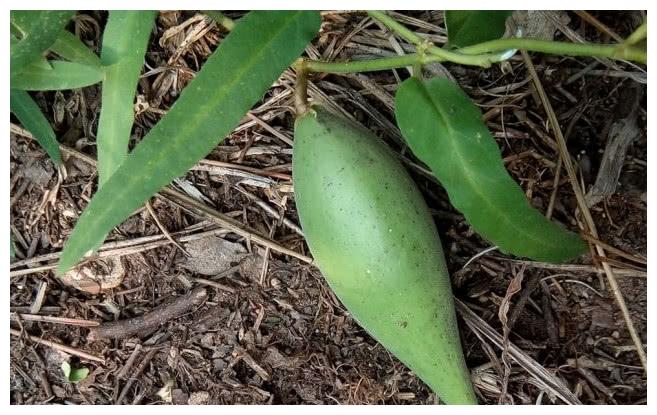 两头尖的别名 新浪（移动端）