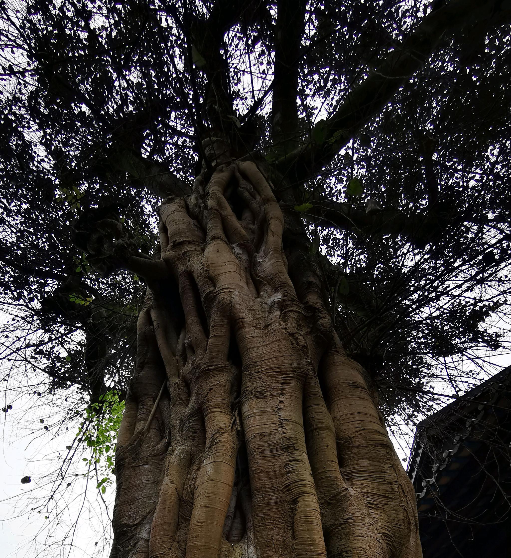 阁全景宝泉宝塔菩提树祖殿拜祖舍利塔祖殿全景殿前远望南华禅寺前眺望