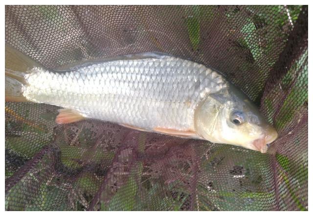 春江水暖独钓鲫,浅谈延续聚窝的重要性|鱼|鱼群|饵料_新浪新闻