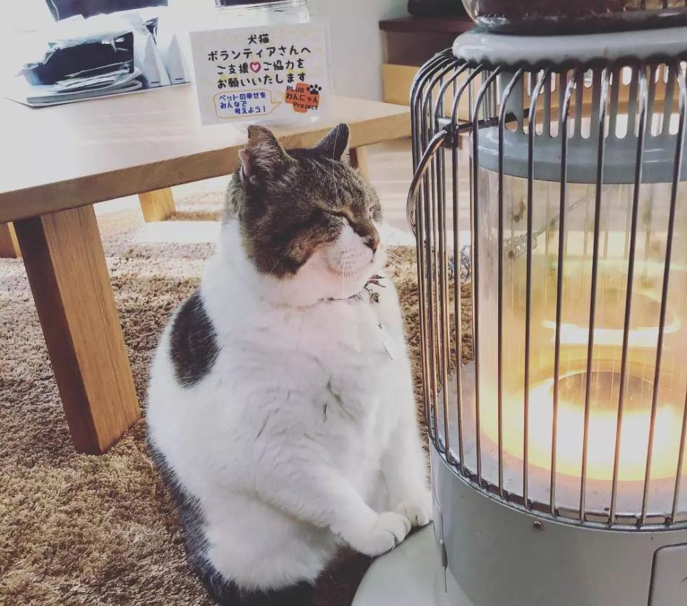 在火炉前取暖的喵星人, 这一脸享受的样子看得心都化了