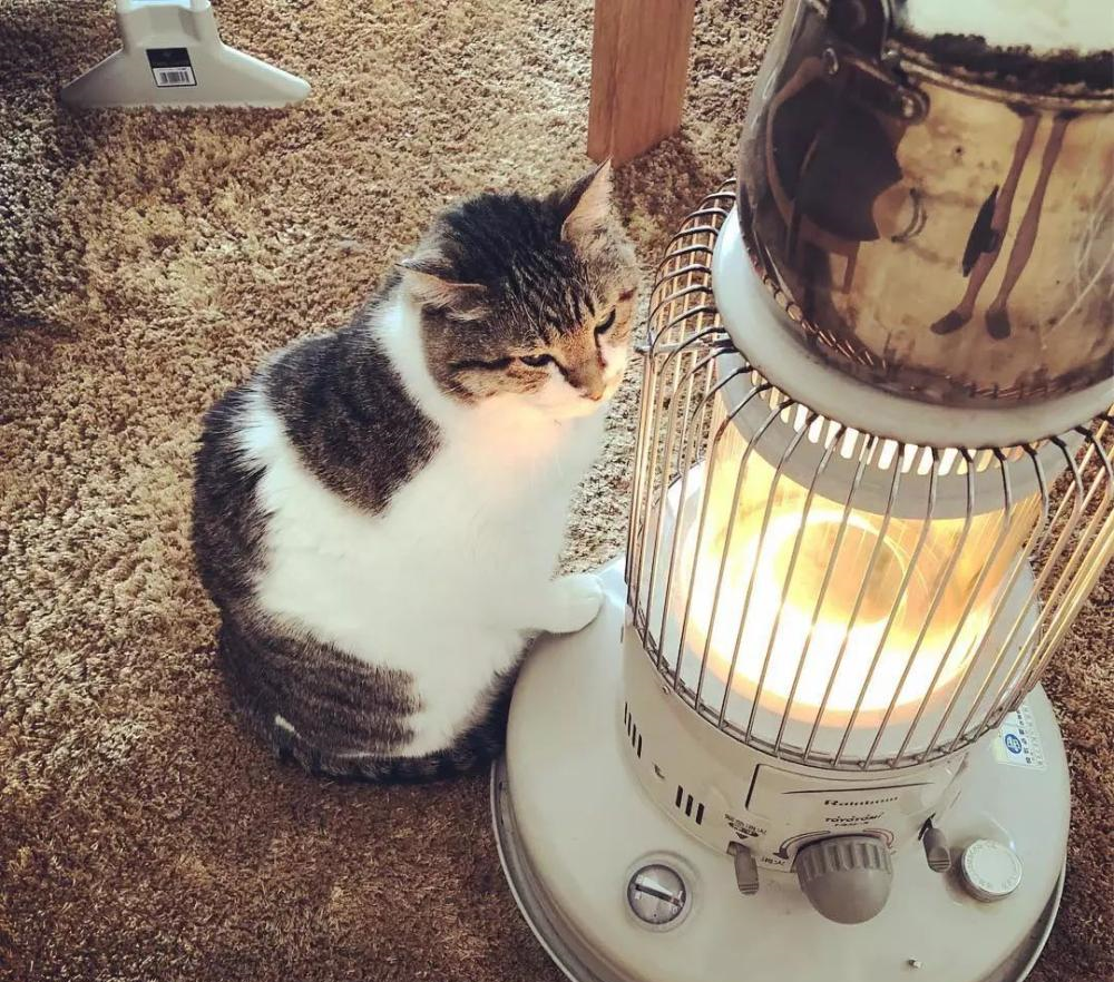 在火炉前取暖的喵星人, 这一脸享受的样子看得心都化了