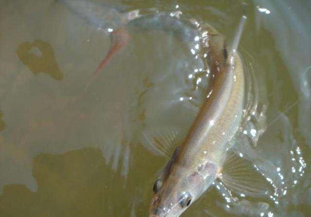 国内最"美味"的4种鱼,营养价值高,味道好!