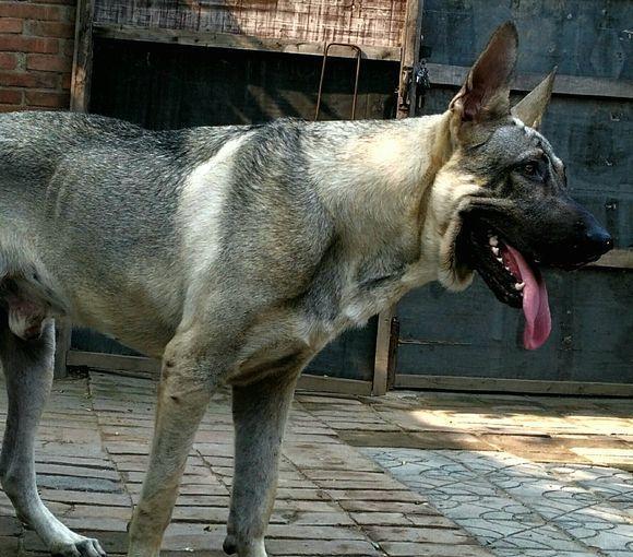 这4种犬并无军犬履历,但能力不逊于军犬,它在东北称霸一方