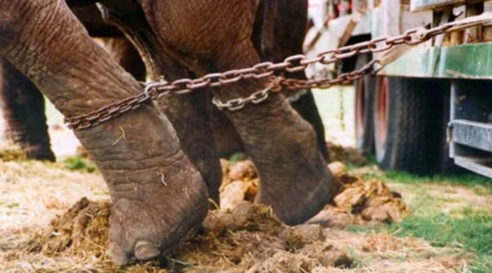 能在台上做出表演的大象,几乎都经历了驯兽师们各种残忍的折磨,它们看