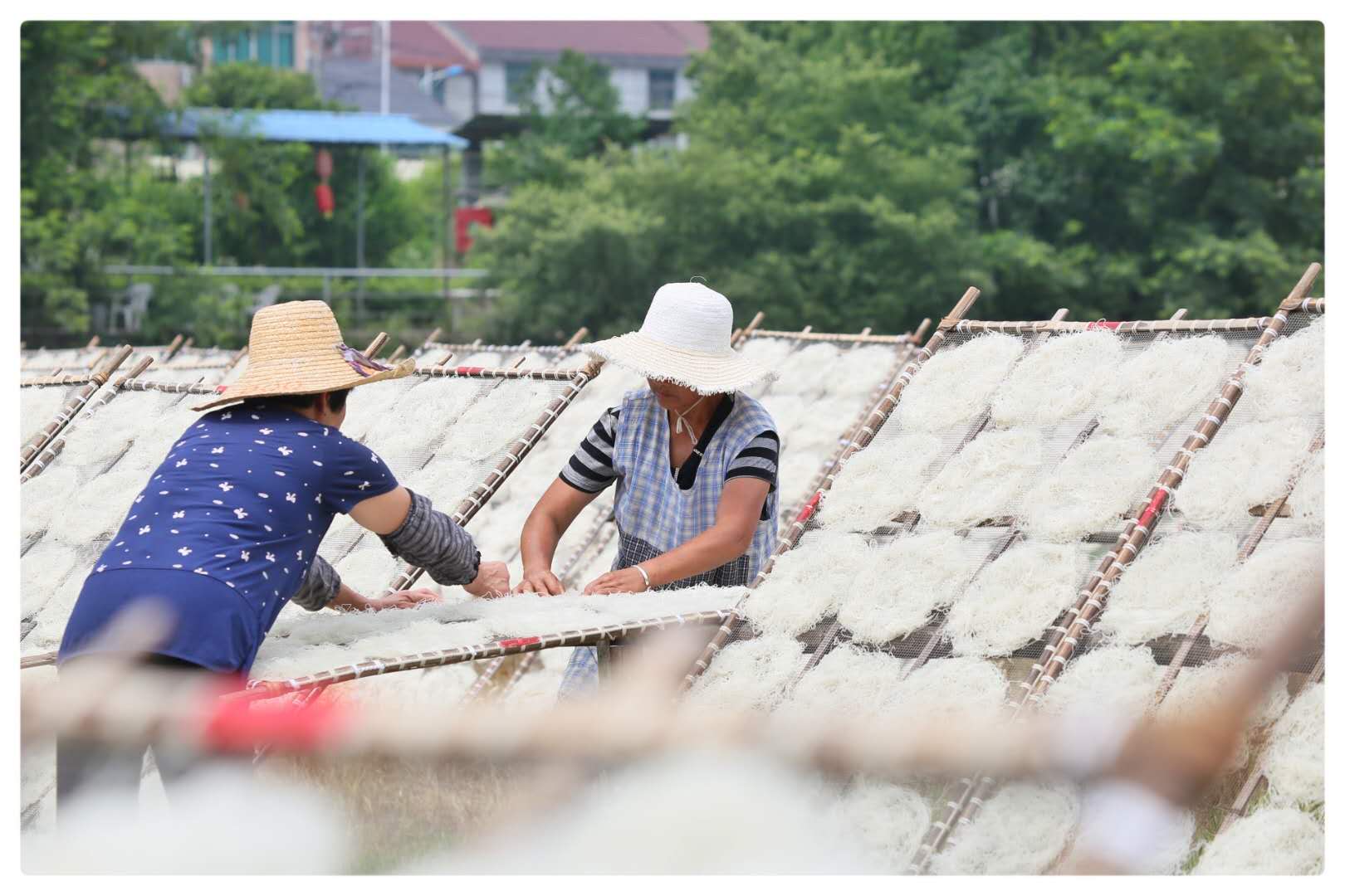 嵊州榨面被称江南第一面小乌溪江边晒榨面成独特风景