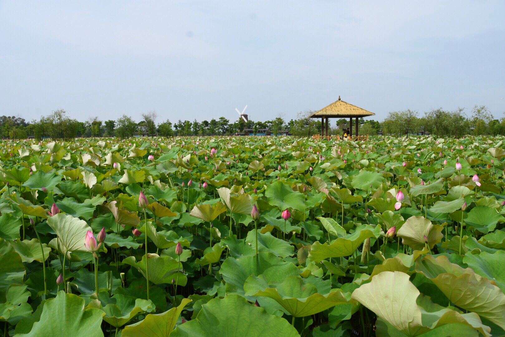 中国围垦工程中唯一的国家级水利风景区玉环漩门湾国家湿地公园