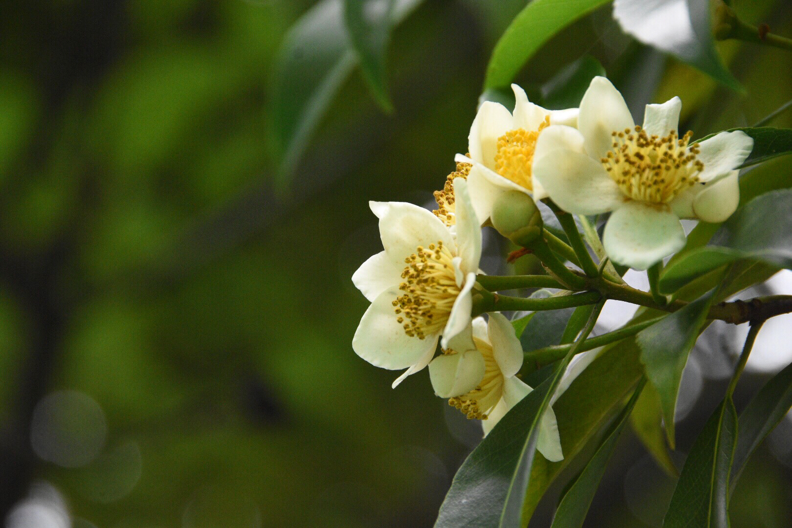 看过水中的荷花可你看过开在树上的荷花吗珍贵的用材树种木荷