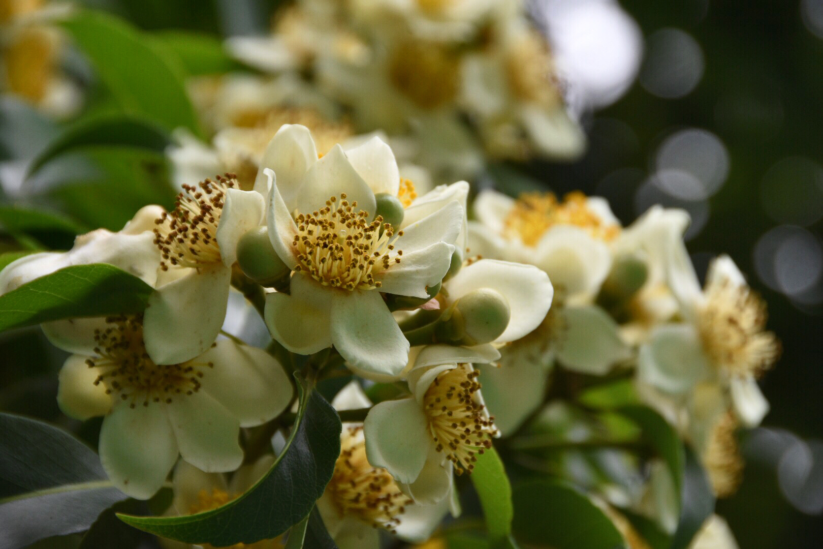看过水中的荷花,可你看过开在树上的荷花吗?珍贵的用材树种木荷
