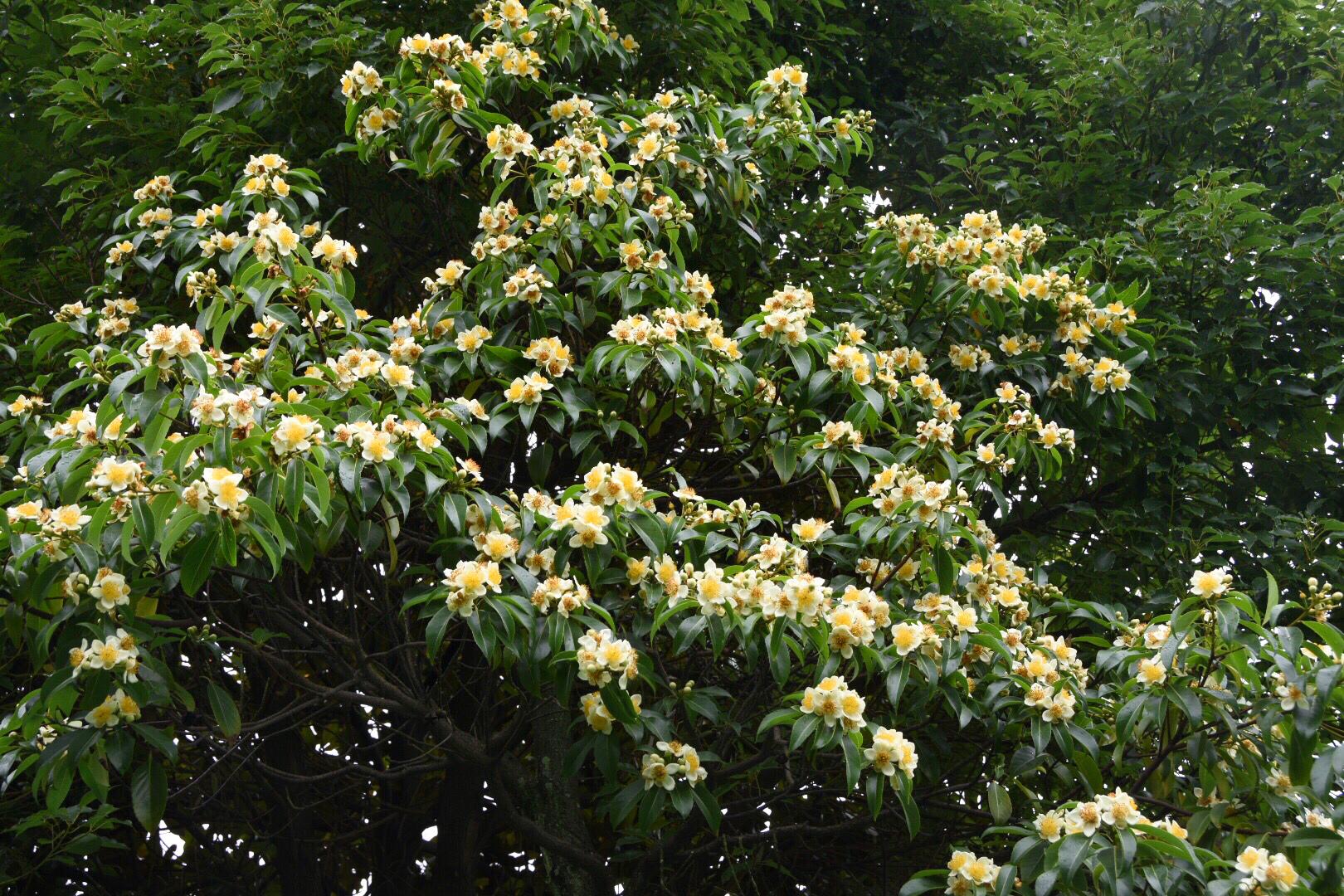 珍贵的用材树种木荷