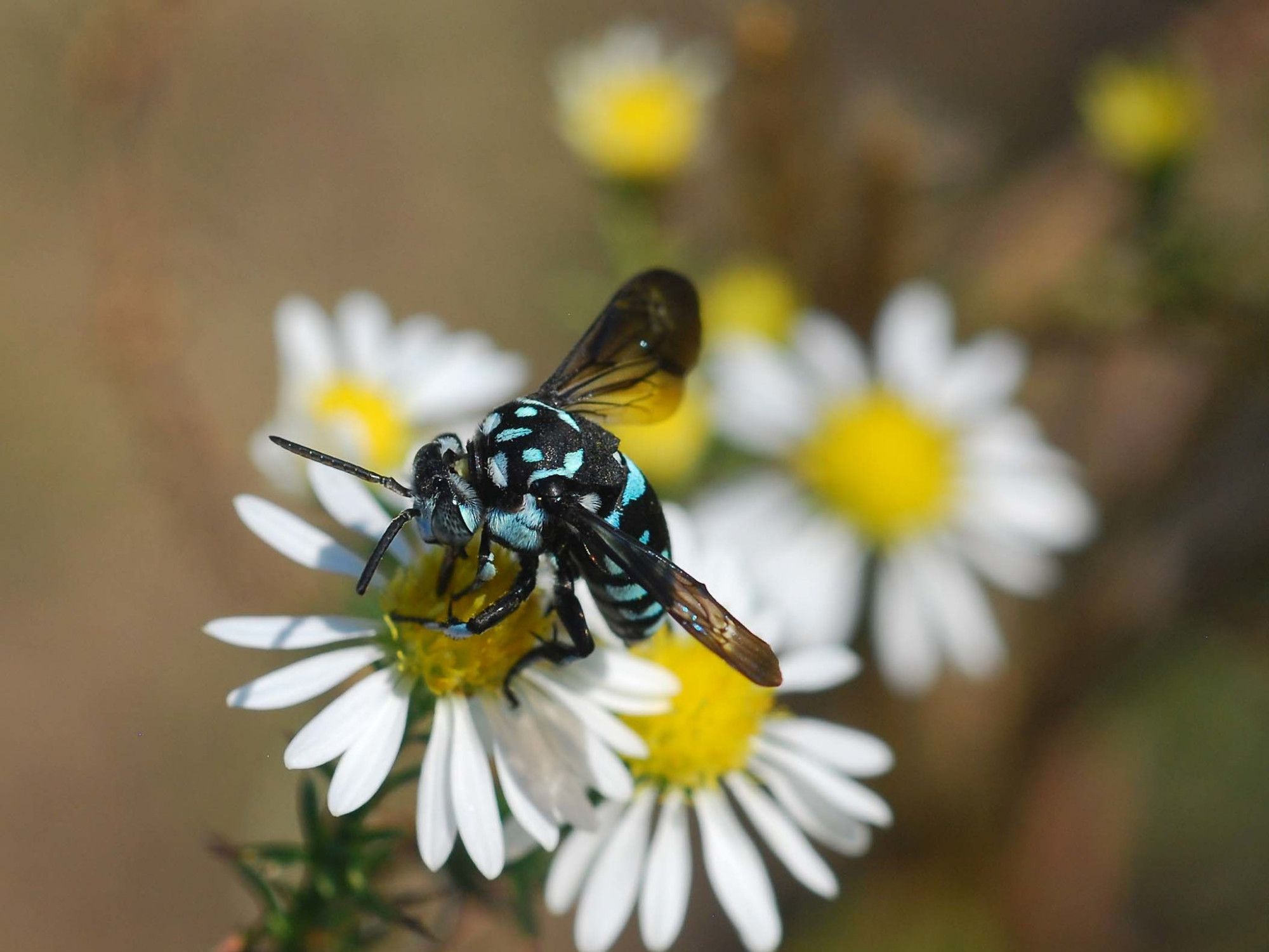 盾斑蜂的美丽不仅仅是漂亮的外表而是它萌萌的睡姿