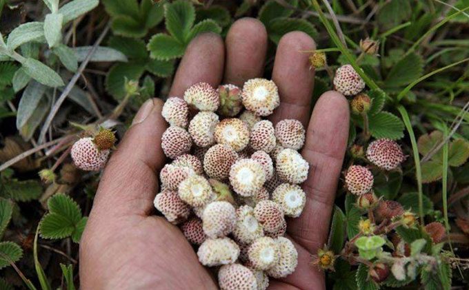 小时候生活在农村曾经吃的这种野生菠萝莓你有吃过吗