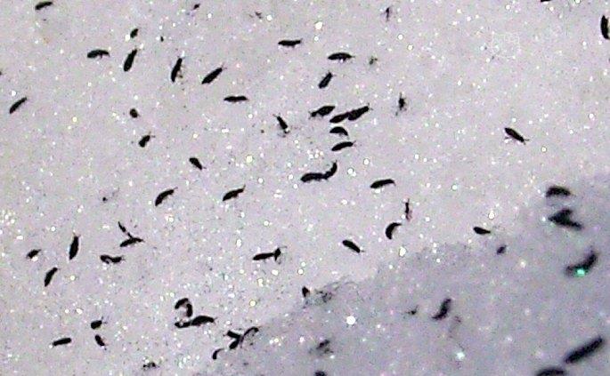 东北地区的雪地里,有时候可以看到成片的虫子,这到底是什么?
