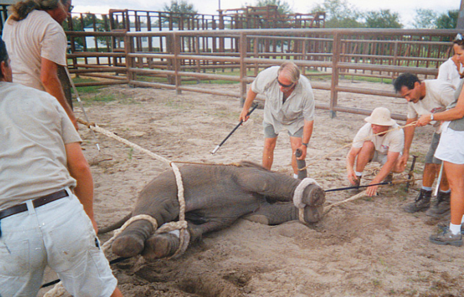 它们从小在马戏团接受训练,每天忍受鞭打毫无自由可言|大象|马戏团|驯