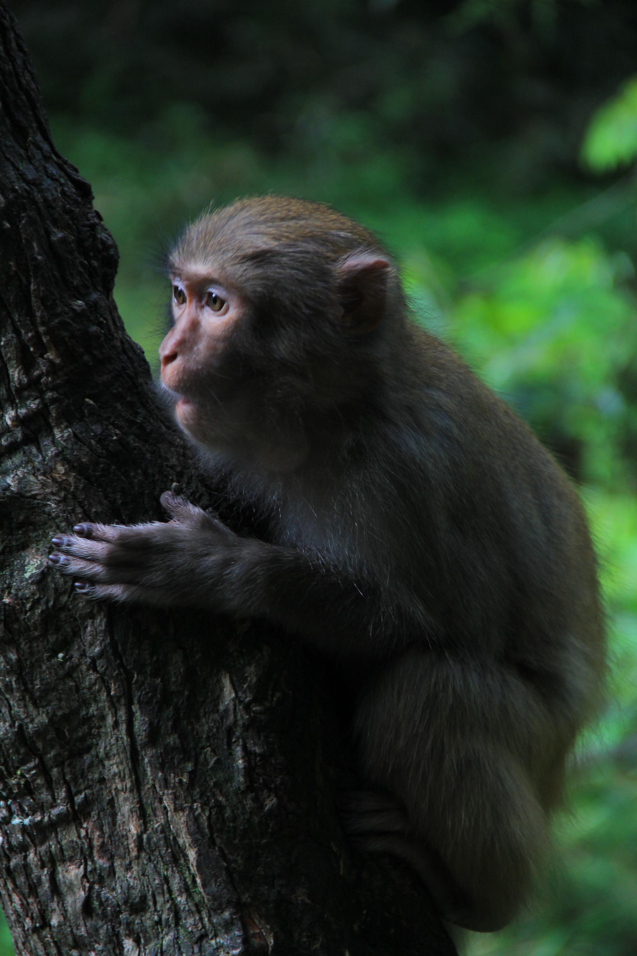 张家界金鞭溪的猴子,调皮又捣蛋