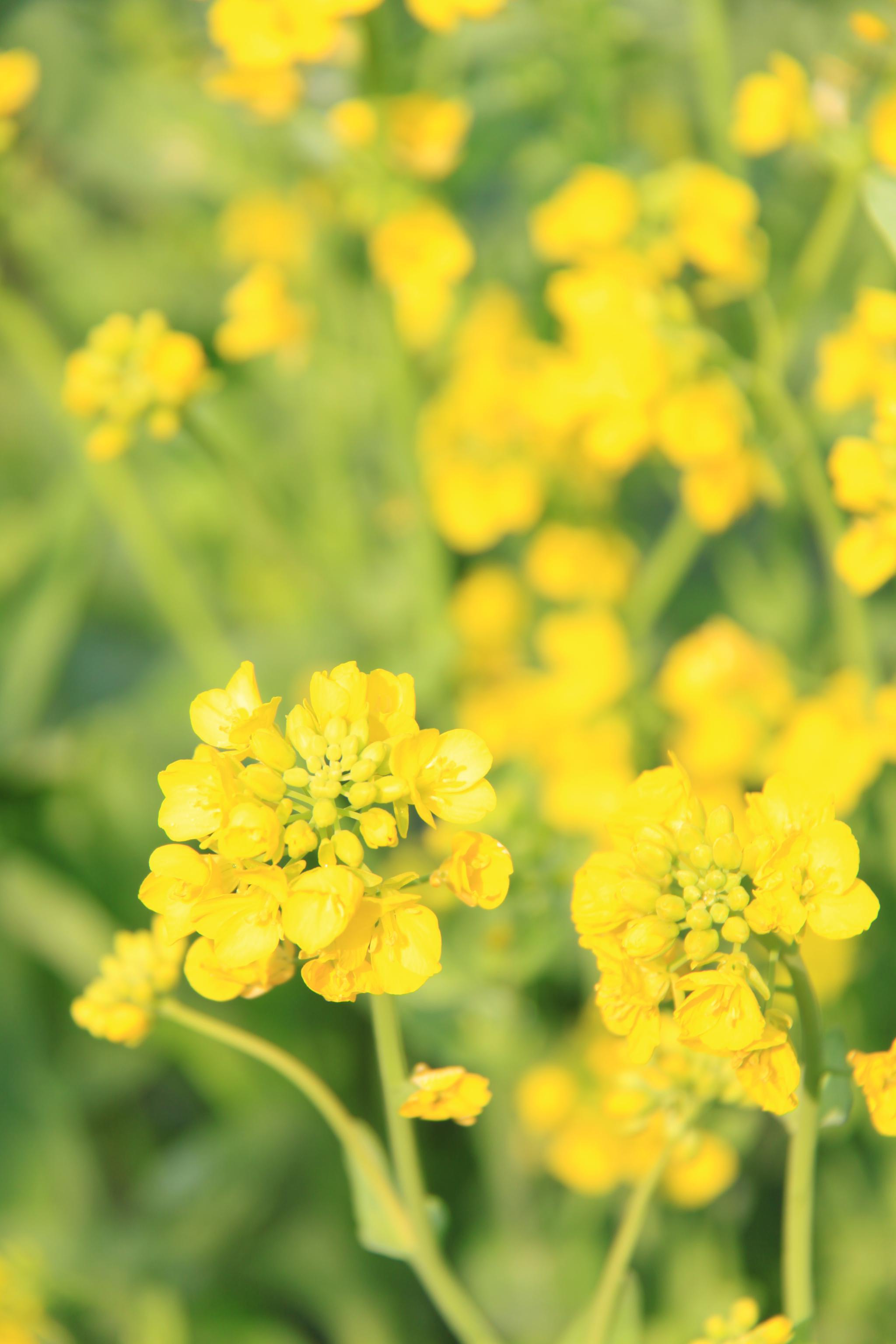 植物相册 油菜花