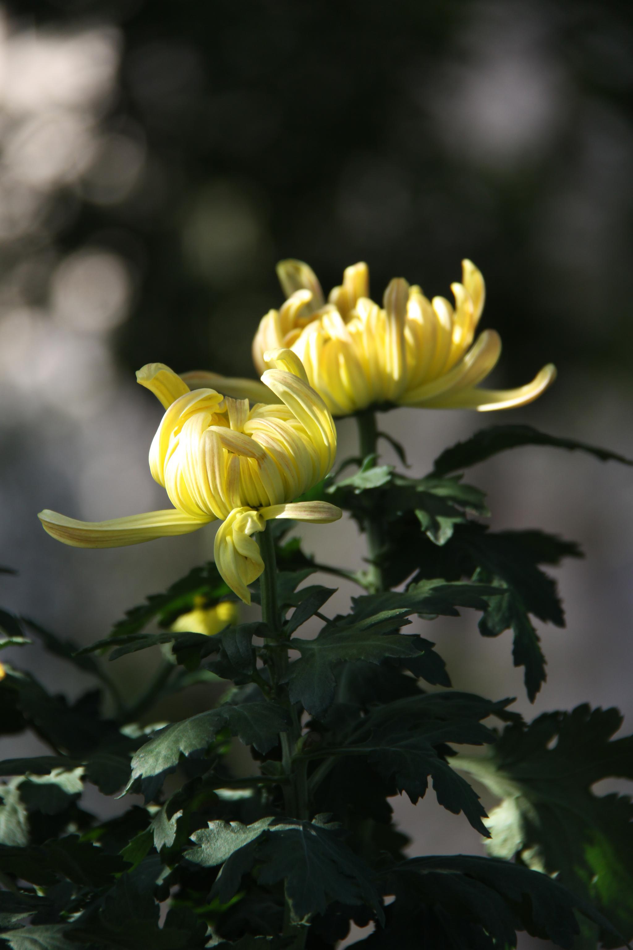 花卉相册 菊花_高清图集_新浪网