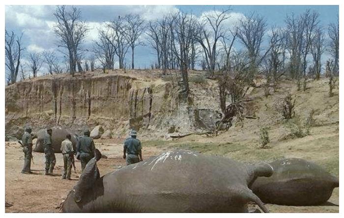 大象肉粗糙口感差,寄生虫还很多,为什么非洲人还是喜欢吃?