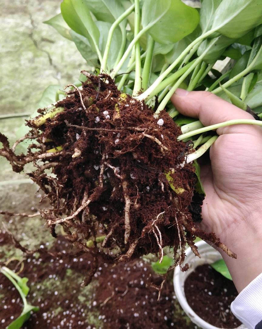 绿萝养殖小妙招,从此告别黄叶烂根黑腐叶面烧尖,叶片有光泽翠绿|绿萝|