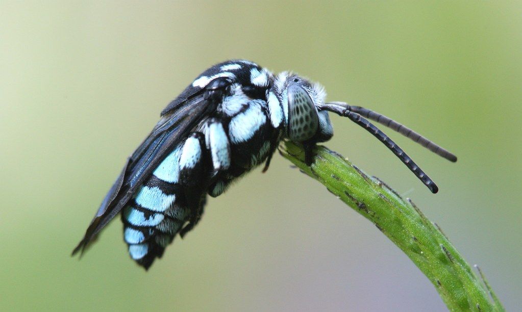 盾斑蜂的美丽不仅仅是漂亮的外表而是它萌萌的睡姿