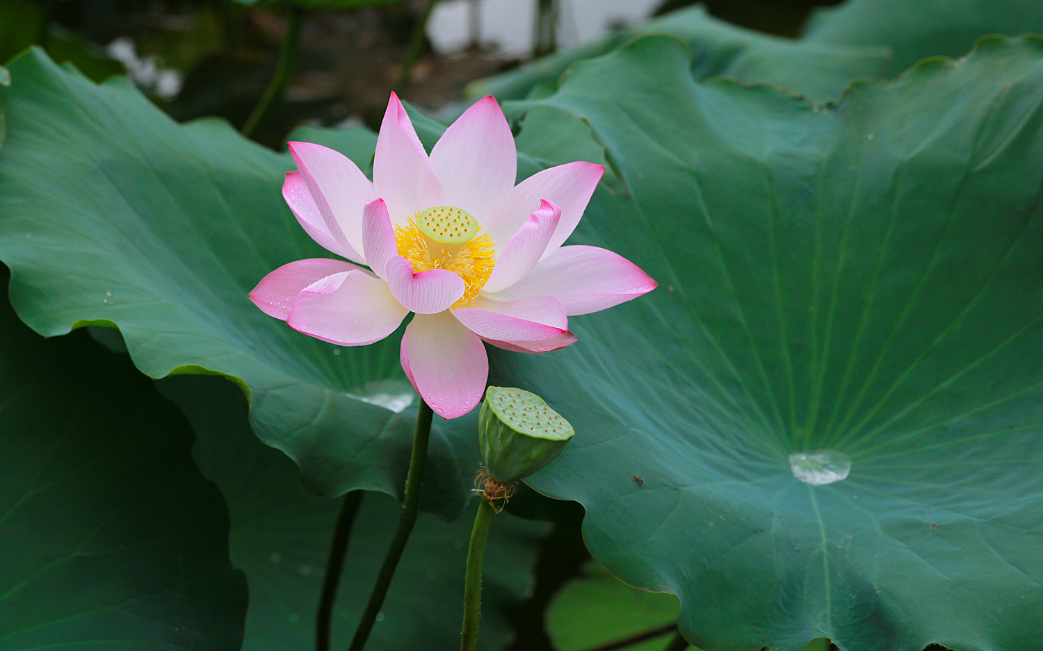 每年夏天,深圳洪湖公园的荷花恣意绽放,给这座城市带来了一道美丽的