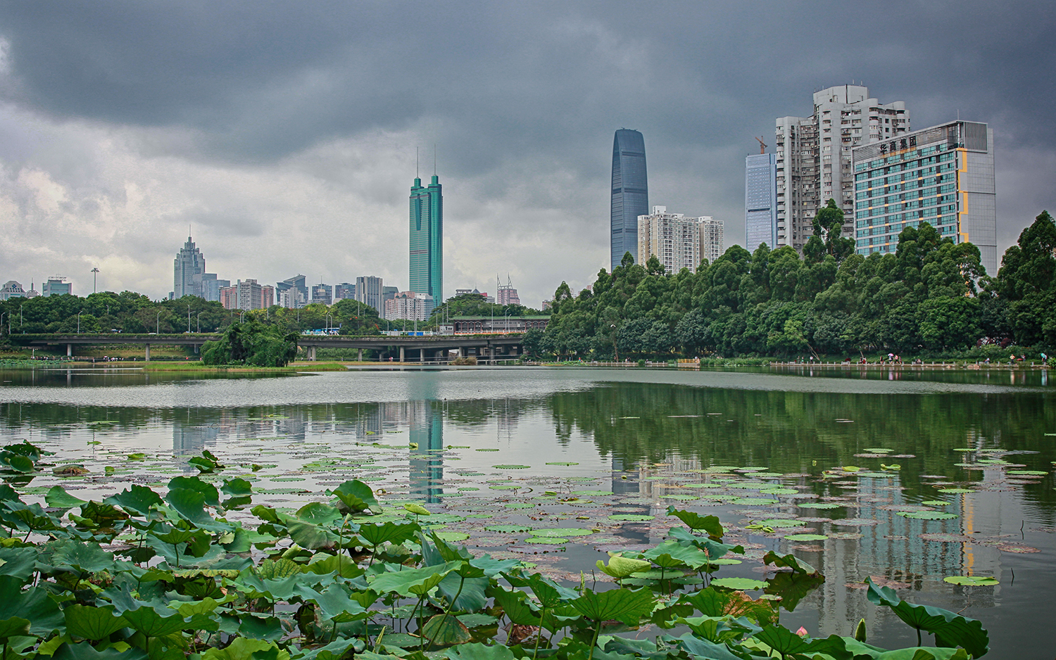 深圳洪湖公园的荷花