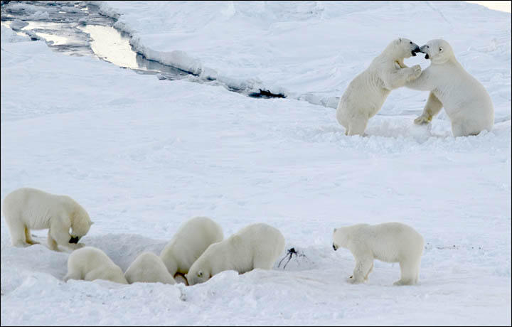 俄罗斯小村被几十头北极熊包围数百只海象被逼跳崖