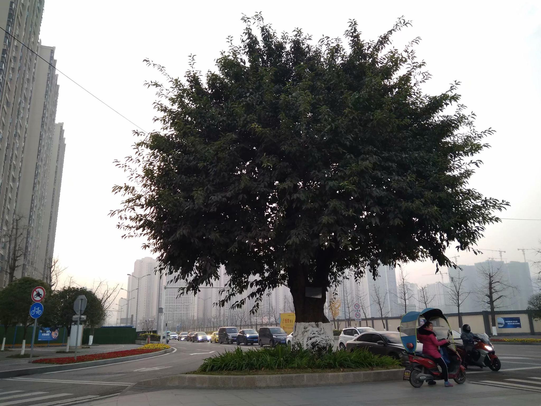 重庆街头行道树穿上"白色新衣" 防冻保暖