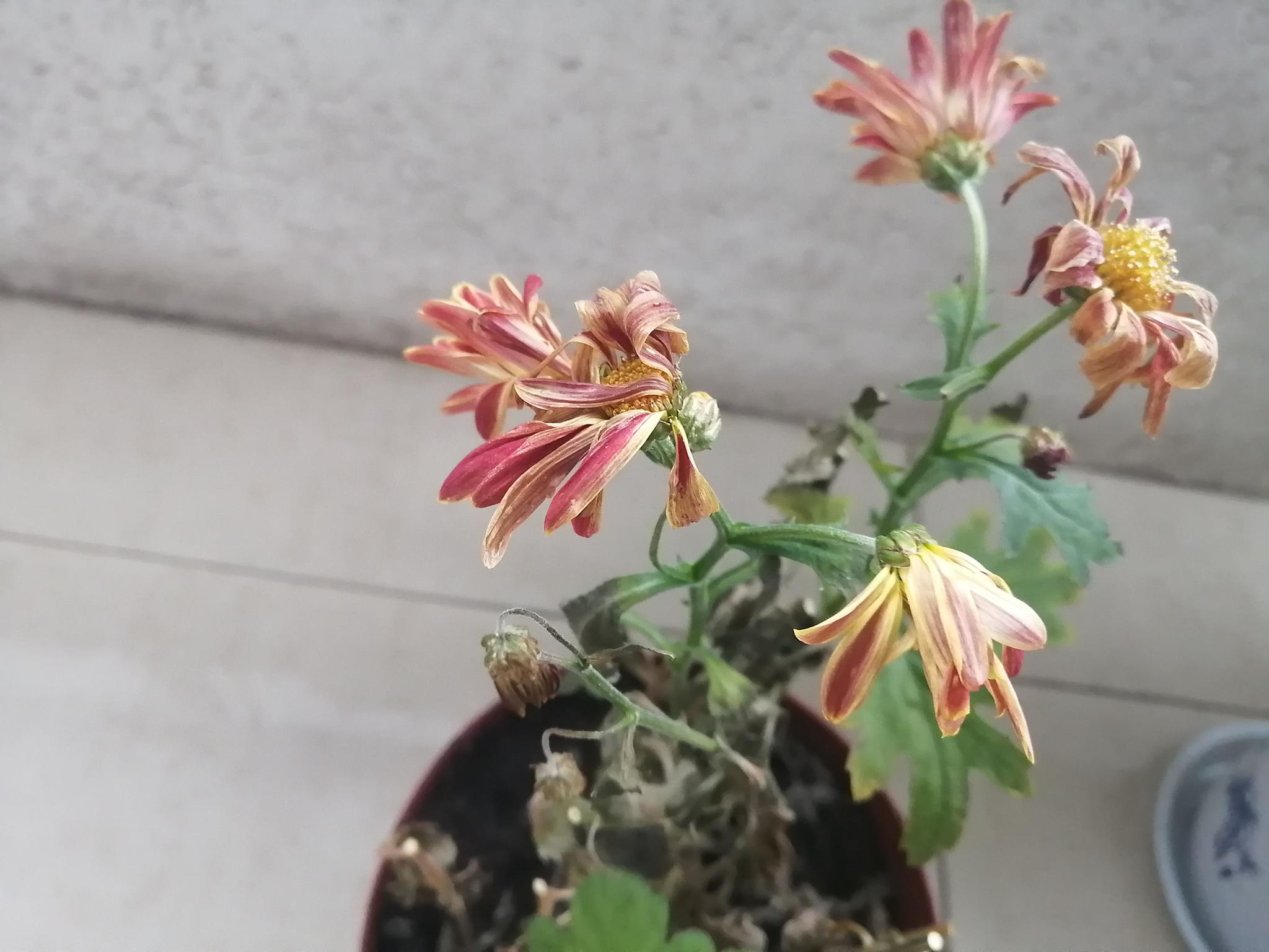 鼠年正月初三 来阳台上看看荷兰菊 祝福新年美好 高清图集 新浪网 鼠年正月初三 来阳台上看看荷兰菊 祝福新年美好 高清图集 新浪网