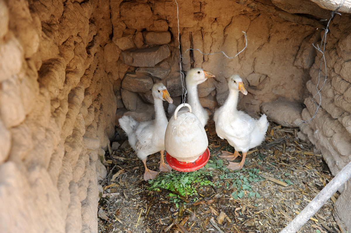 山沟农民在家养三种动物,最喜欢的一只被他关了禁闭:出来就啄人|鹅