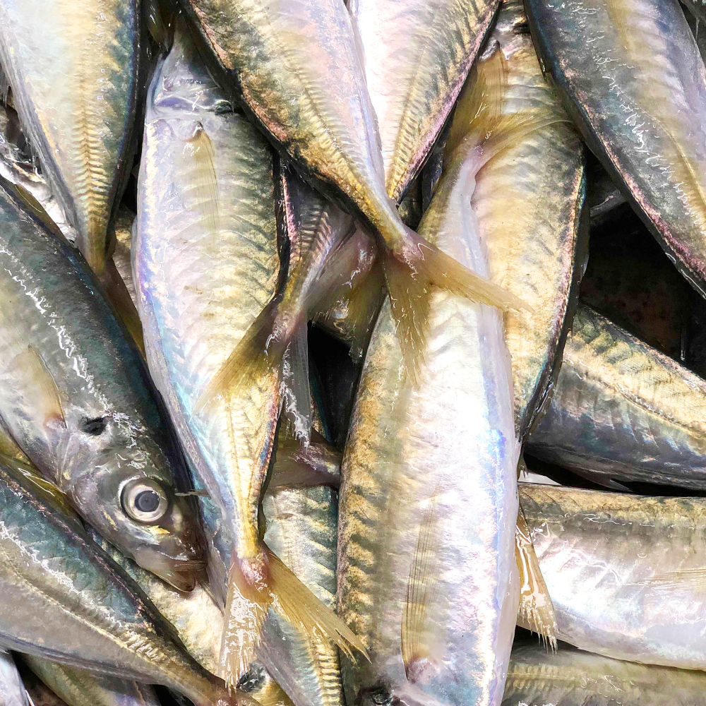 广东人不喜欢吃的巴浪鱼,有人却把它变成零食小吃,有何不一样?