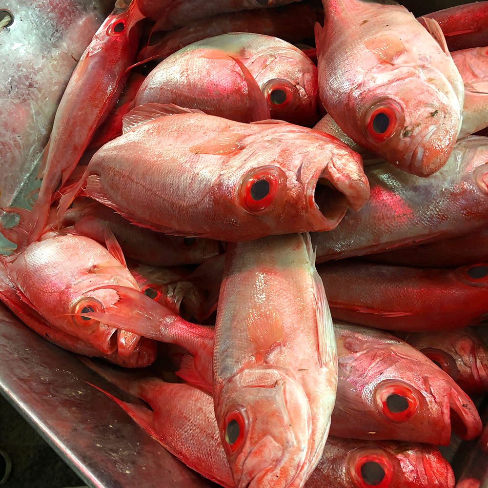 潮州人最會吃的紅鯛魚魚鱗刮不掉肉質很鮮嫩你們吃過了嗎