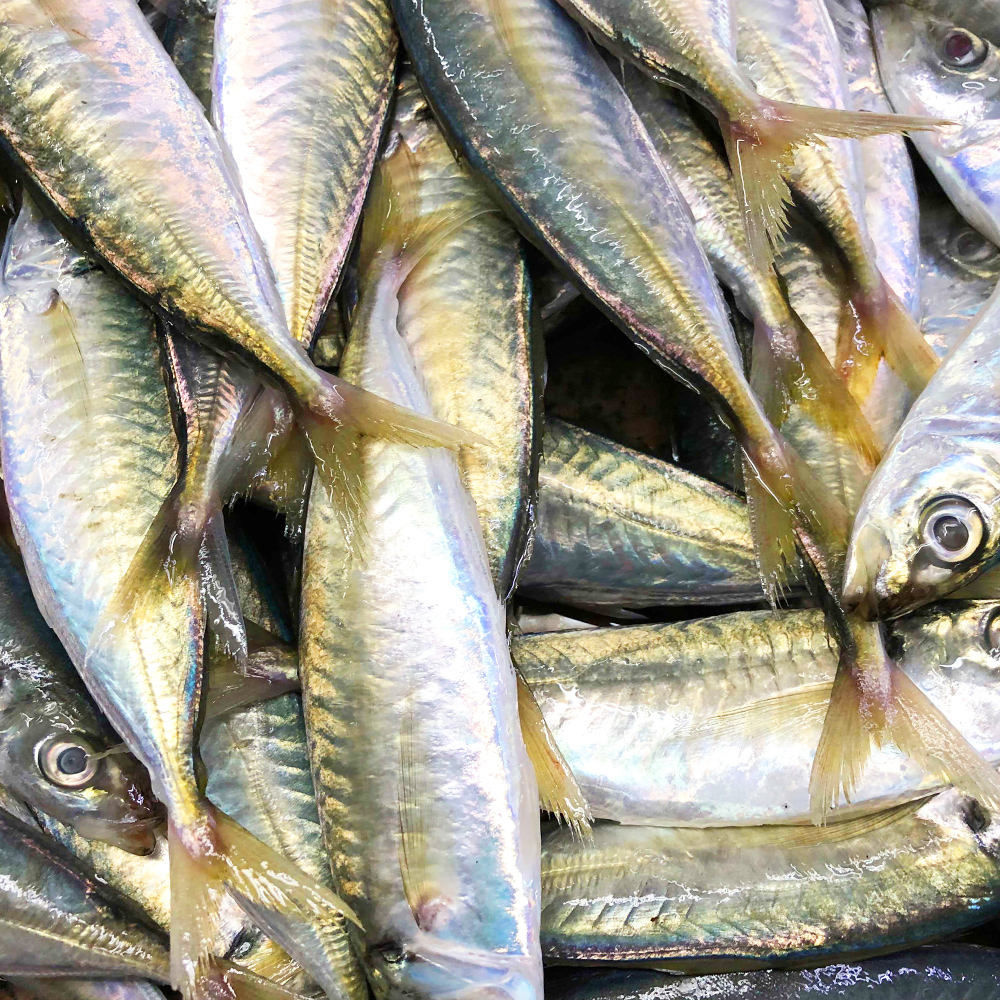 广东人不喜欢吃的巴浪鱼,有人却把它变成零食小吃,有何不一样?