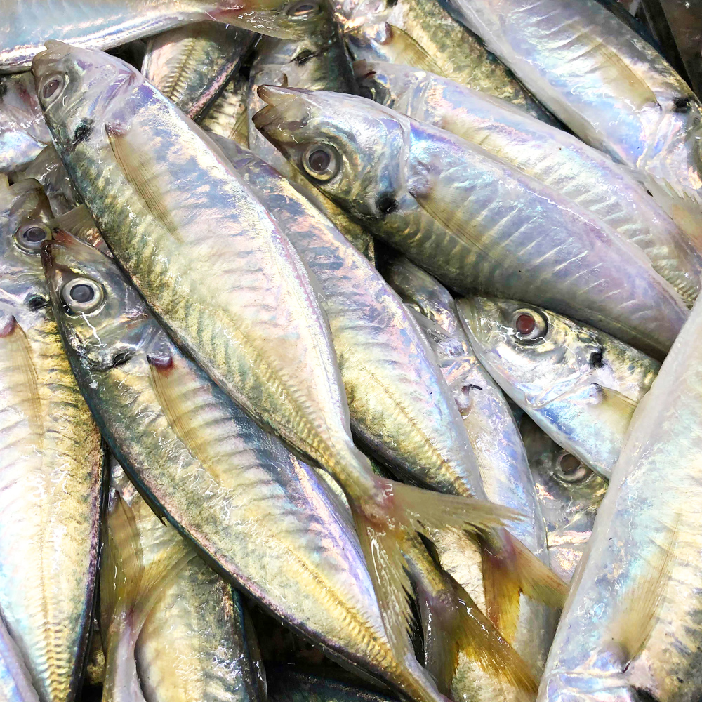 广东人不喜欢吃的巴浪鱼有人却把它变成零食小吃有何不一样