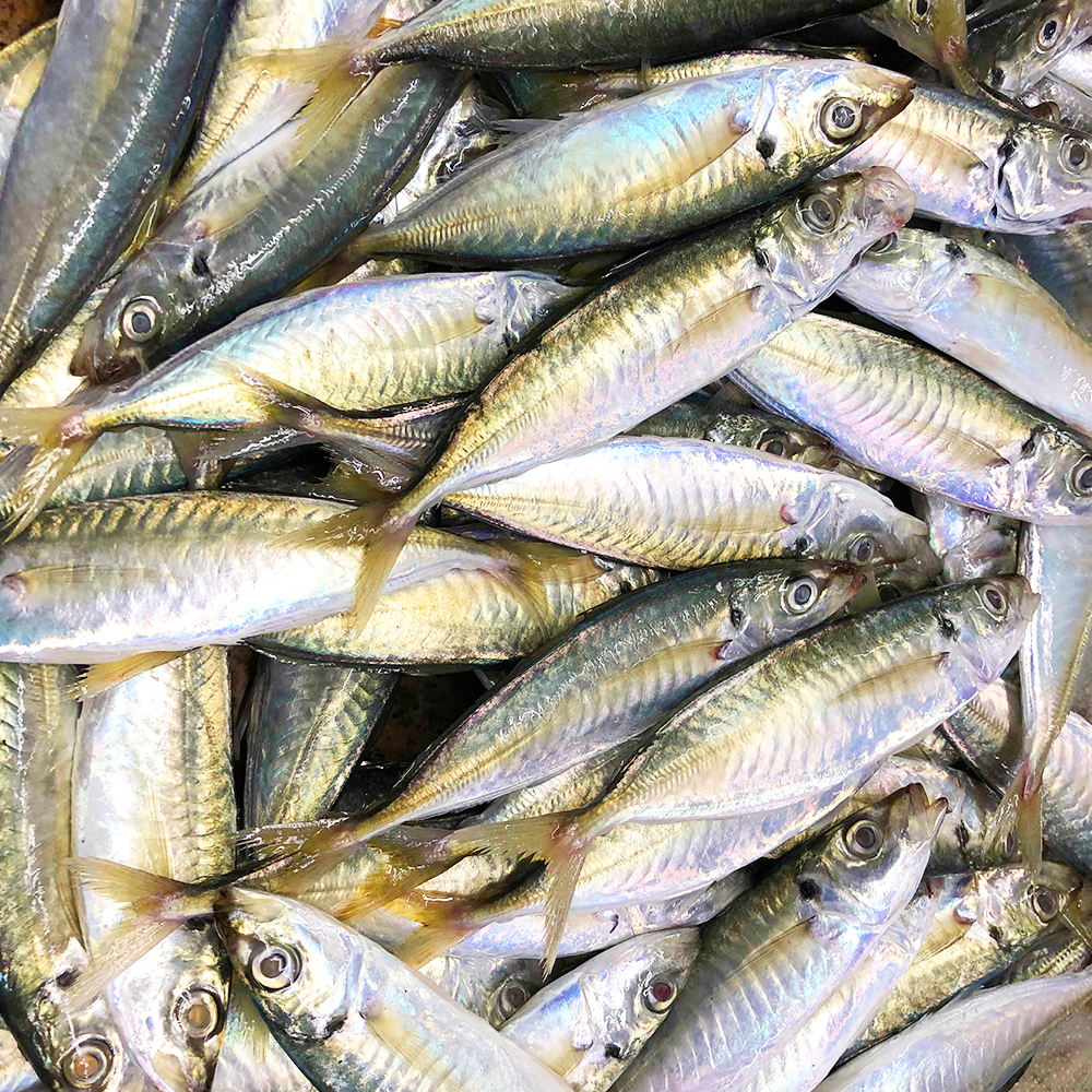 广东人不喜欢吃的巴浪鱼有人却把它变成零食小吃有何不一样