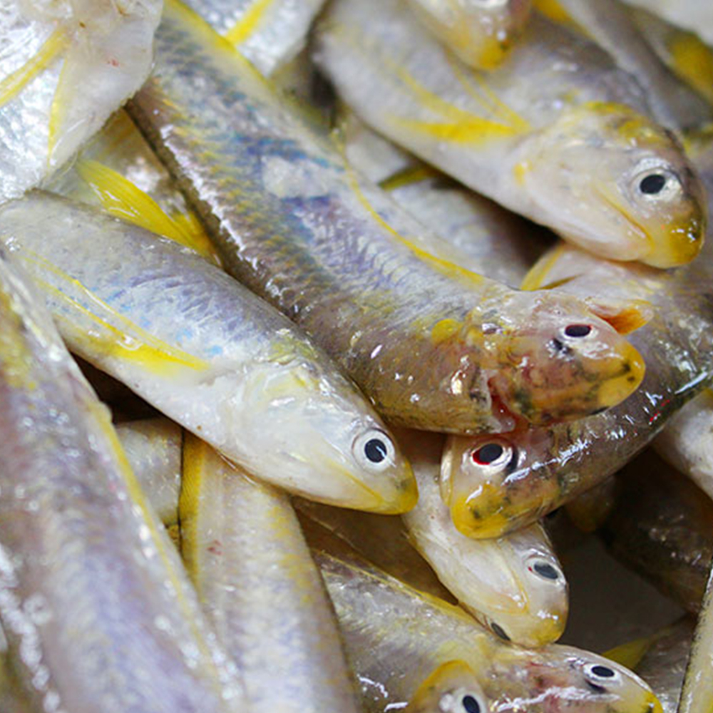 凤尾鱼一般都是加工成罐头小吃,却总被误以为是价格昂贵的刀鱼?