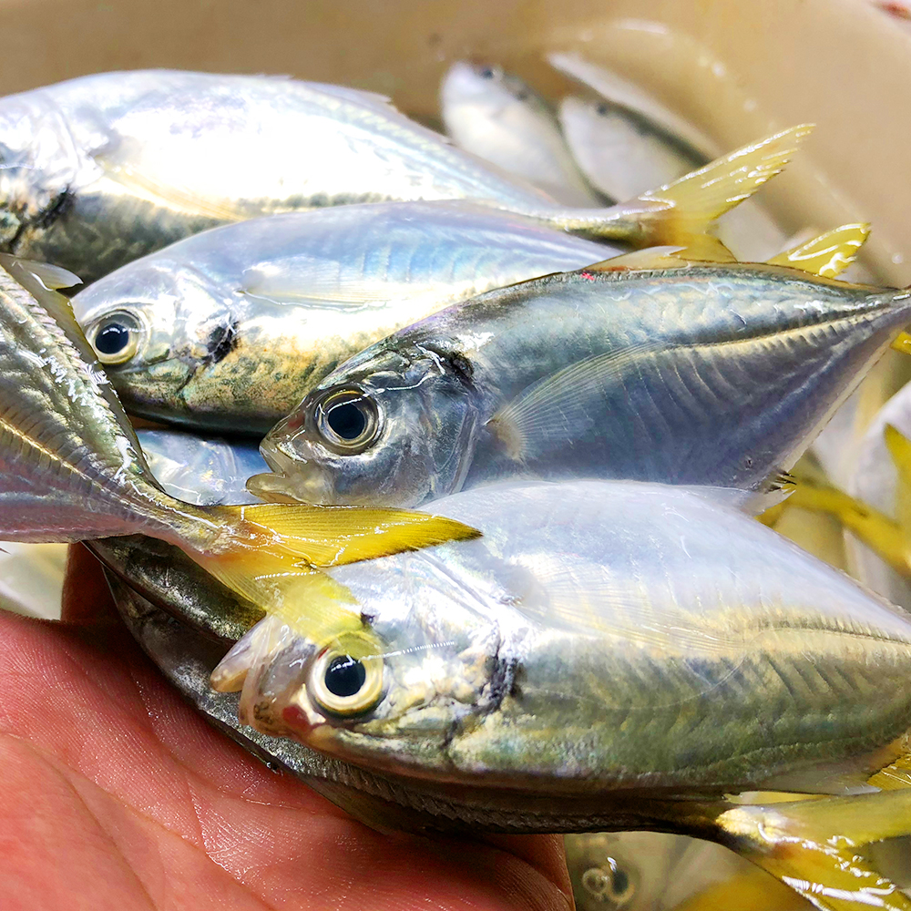 当年结尾鱼在湛江全是扔海里的,如今售价却高达38一斤,你买么?