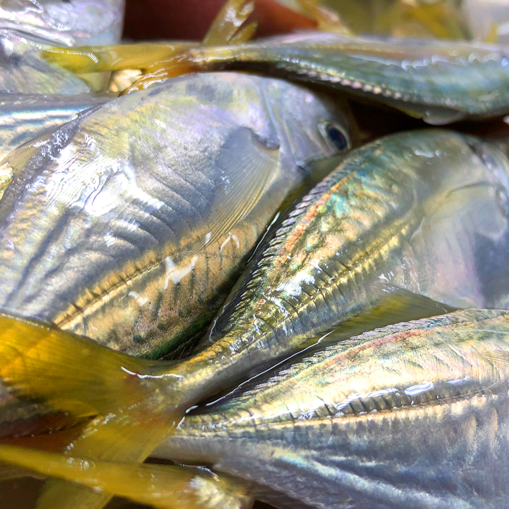 当年结尾鱼在湛江全是扔海里的,如今售价却高达38一斤,你买么?