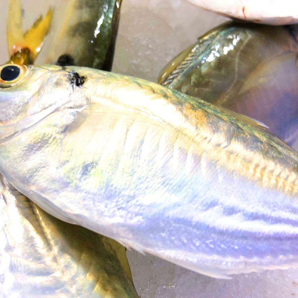 当年结尾鱼在湛江全是扔海里的,如今售价却高达38一斤,你买么?