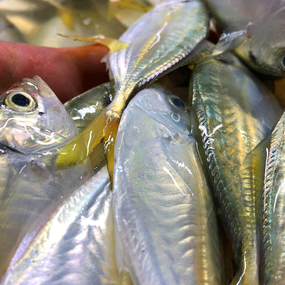 当年结尾鱼在湛江全是扔海里的如今售价却高达38一斤你买么