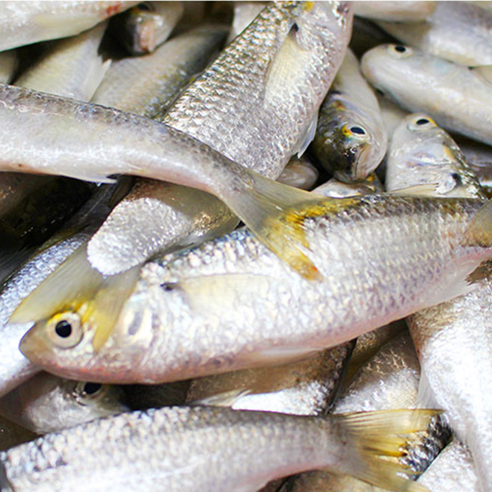 8成人没买对这鱼,齐鱼的季节选对会有很大的受益的,你选对了么?