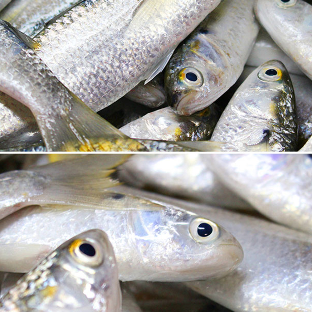 8成人没买对这鱼,齐鱼的季节选对会有很大的受益的,你选对了么?