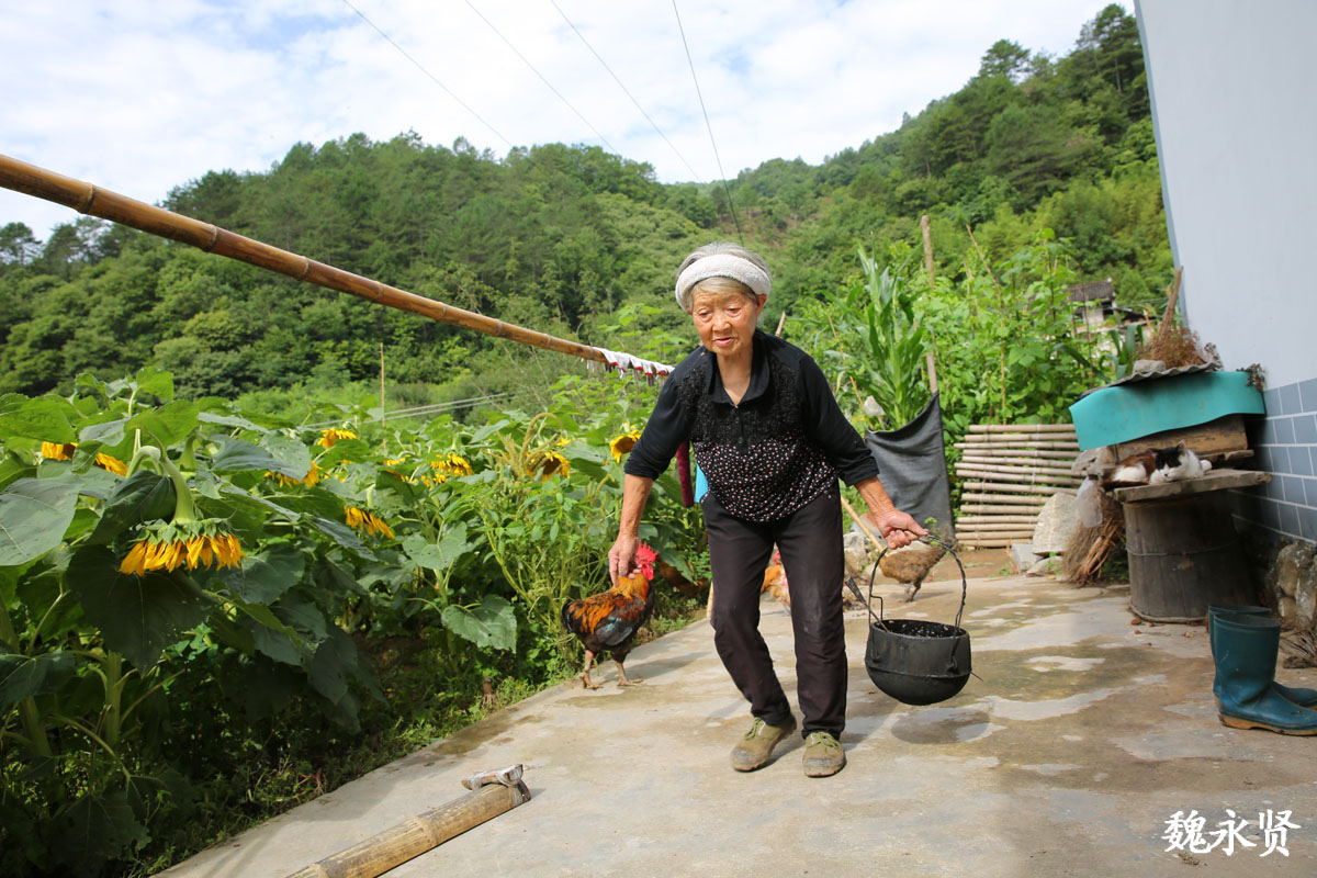生活在秦岭深山的八旬奶奶,家在花海里,养鸡喂猪种地自给自足
