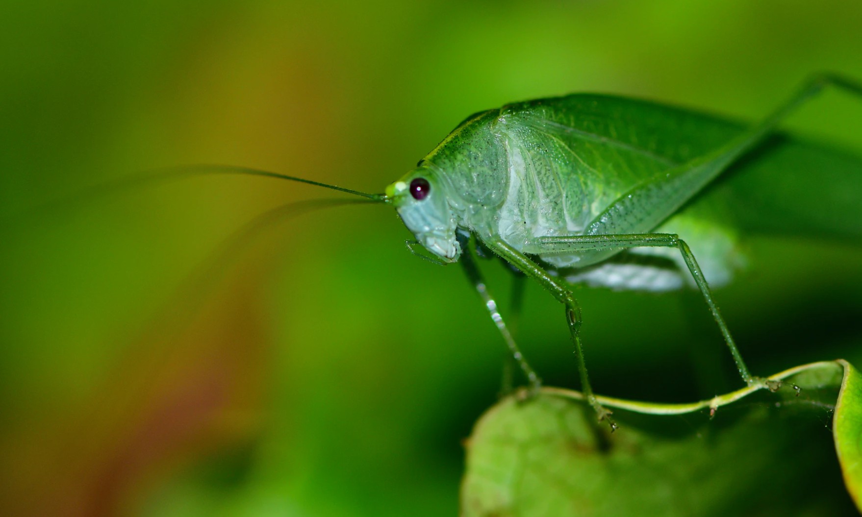 虫震江湖昆虫的拍摄技巧