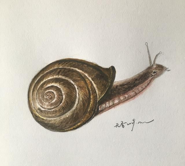 绘画大人和孩子 一看就会,非常有立体感的《蜗牛》,附详细教程
