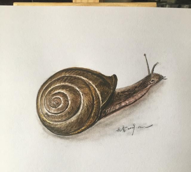 绘画大人和孩子 一看就会,非常有立体感的《蜗牛》,附详细教程