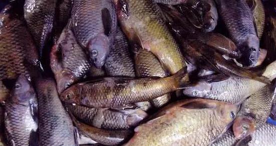 雅巴沙,大眼白(乌苏里白鲑)长得很奇怪 两肋也有一条"虚线"板黄鱼(细